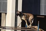 CHIEN D'INTERVENTION 071